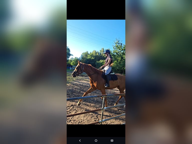 German Sport Horse Gelding 5 years 16,2 hh Chestnut-Red in Bremerhaven