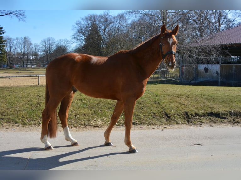 German Sport Horse Gelding 5 years 16,2 hh Chestnut in München