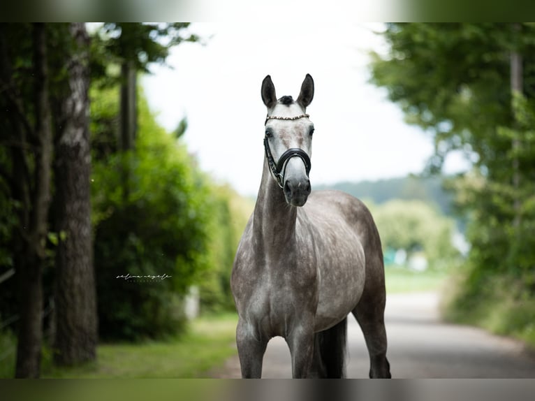 German Sport Horse Gelding 5 years 16,2 hh Gray in Illertissen