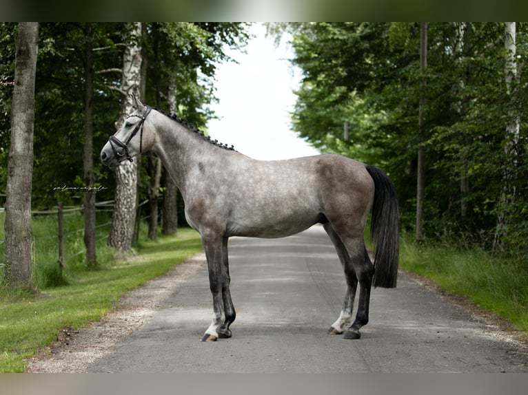 German Sport Horse Gelding 5 years 16,2 hh Gray in Illertissen