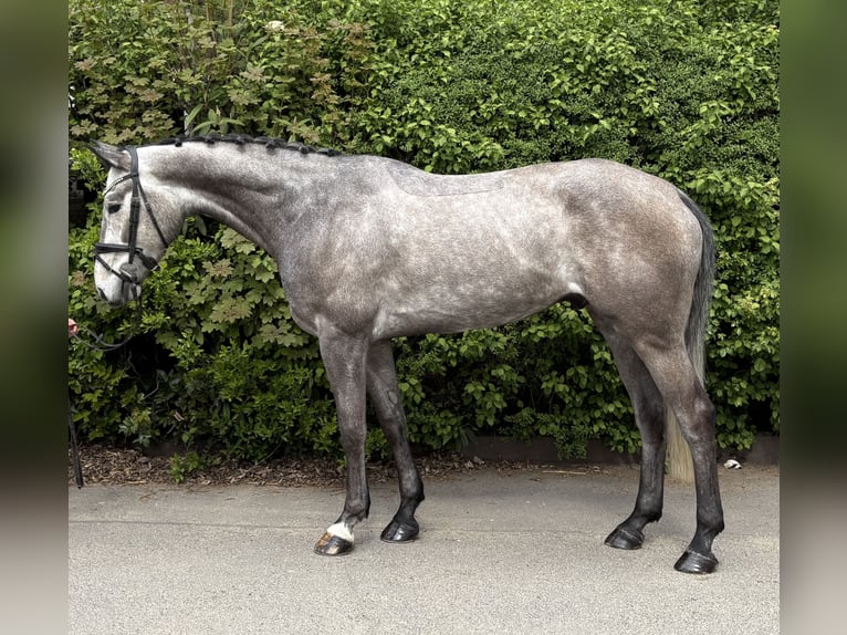 German Sport Horse Gelding 5 years 16,2 hh Grey-Dapple in Niederkassel