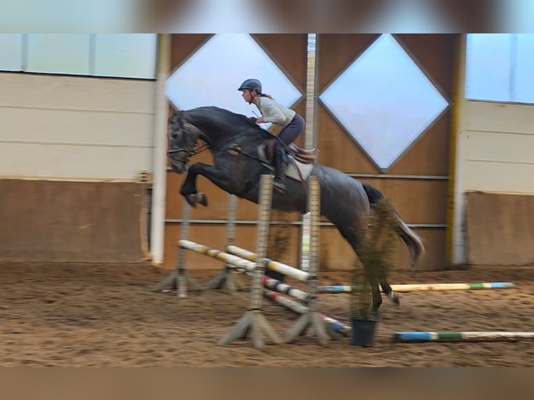 German Sport Horse Gelding 5 years 16,2 hh Grey-Dark-Tan in Braunschweig