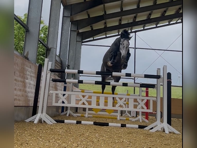 German Sport Horse Gelding 5 years 16,2 hh Grey in M&#xF6;hnesee