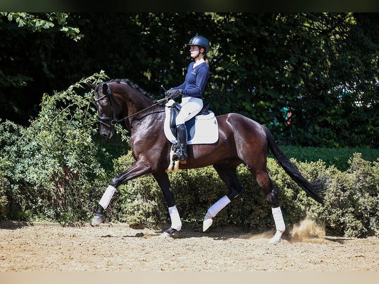 German Sport Horse Gelding 5 years 16,2 hh Smoky-Black in Riedstadt