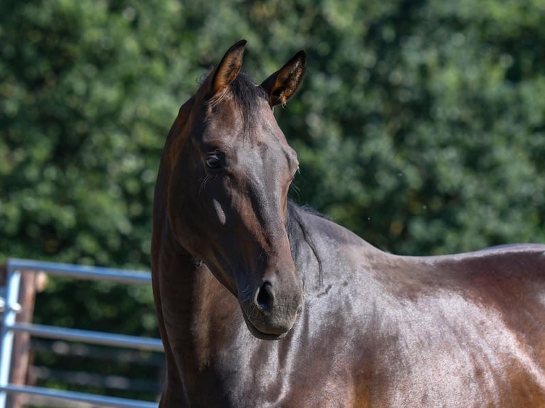 German Sport Horse Gelding 5 years 16,3 hh Bay-Dark in Kletkamp