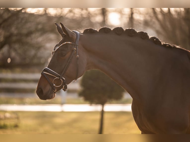 German Sport Horse Gelding 5 years 16,3 hh Bay-Dark in Wehringen