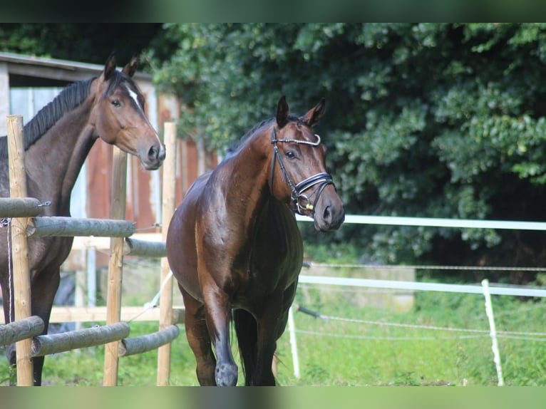 German Sport Horse Gelding 5 years 16,3 hh Brown in Bremerv&#xF6;rde