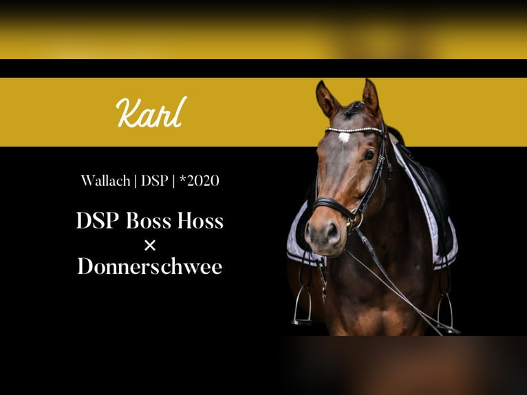 German Sport Horse Gelding 5 years 16,3 hh Brown in Roßdorf