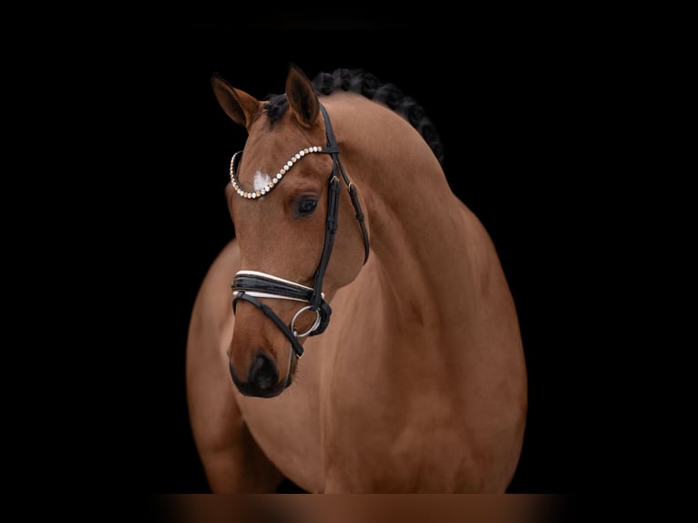 German Sport Horse Gelding 5 years 16,3 hh Brown-Light in Wehringen