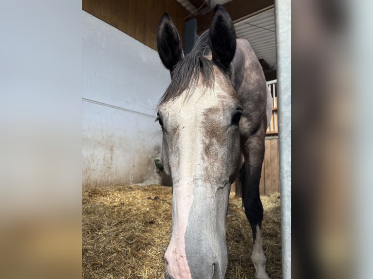 German Sport Horse Gelding 5 years 16,3 hh in Veitsbronn German Sport Horse Gelding 5 years 16,3 hh in Veitsbronn