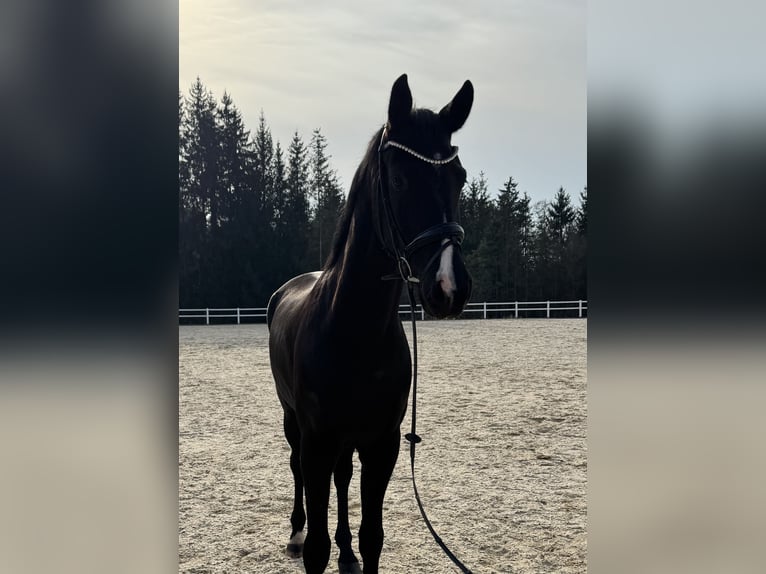 German Sport Horse Gelding 5 years 17,1 hh Black in Kirchenthumbach