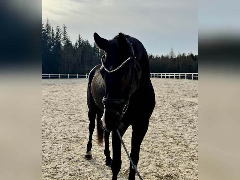 German Sport Horse Gelding 5 years 17,1 hh Black in Kirchenthumbach