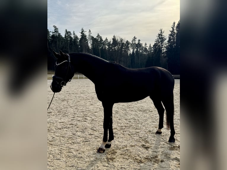 German Sport Horse Gelding 5 years 17,1 hh Black in Kirchenthumbach