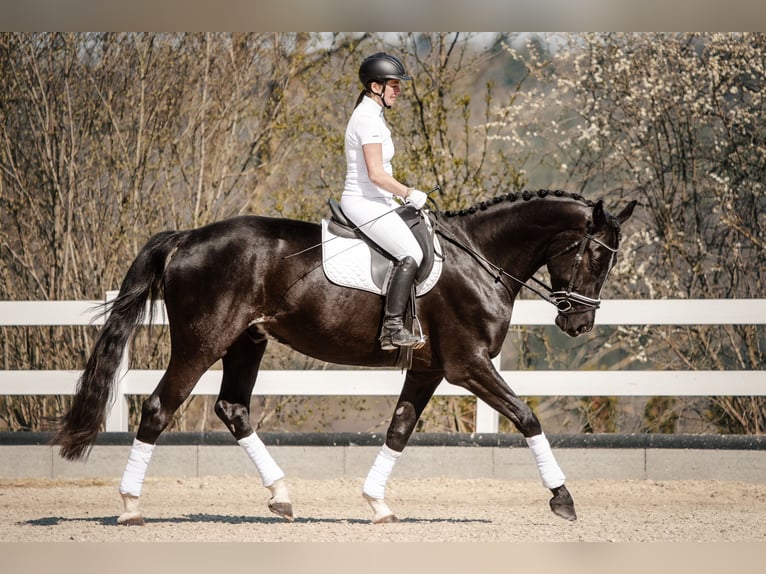 German Sport Horse Gelding 5 years 17,1 hh Black in Waldenbuch