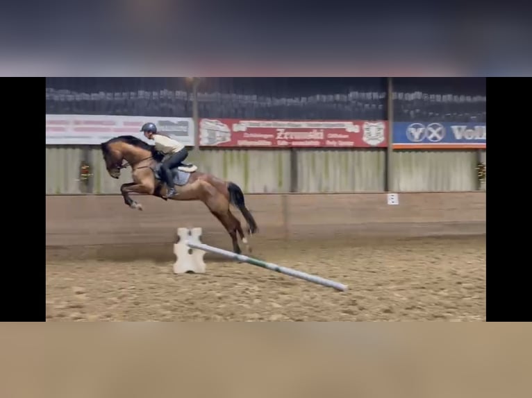 German Sport Horse Gelding 5 years 17.1 hh Brown in Helmstedt