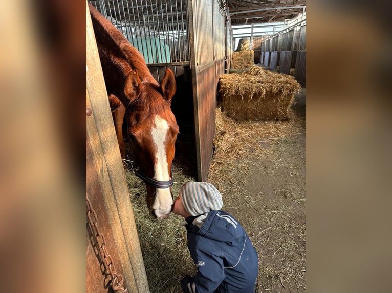 German Sport Horse Gelding 5 years 17.1 hh Chestnut-Red in Bülstringen