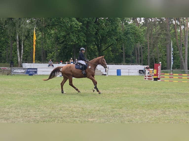German Sport Horse Gelding 5 years 17.1 hh Chestnut-Red in Bülstringen