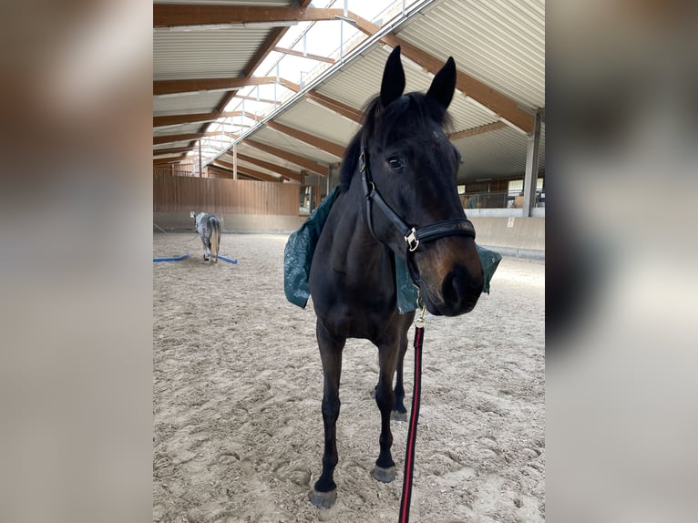 German Sport Horse Gelding 5 years 17.1 hh Smoky-Black in Ofterdingen