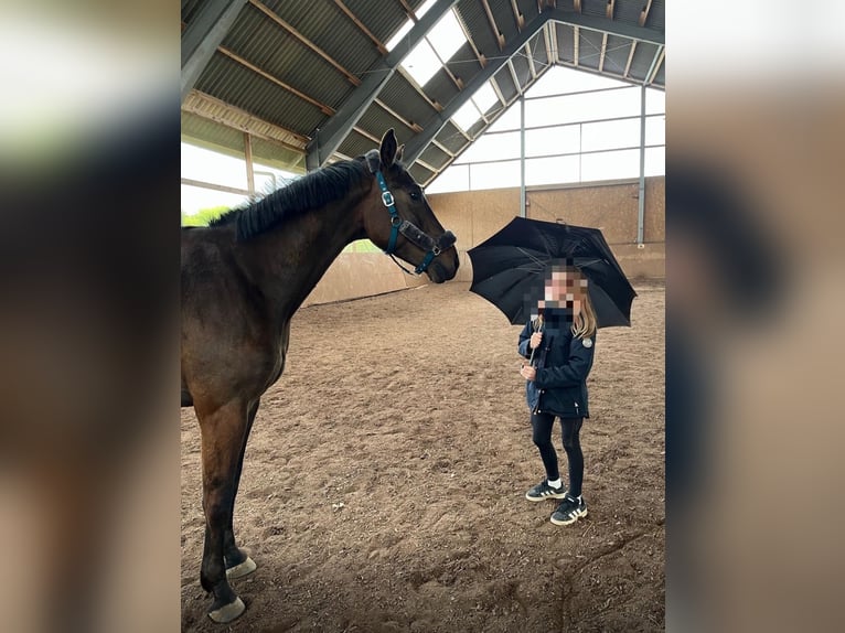 German Sport Horse Gelding 5 years 17.2 hh Bay-Dark in Weihenzell