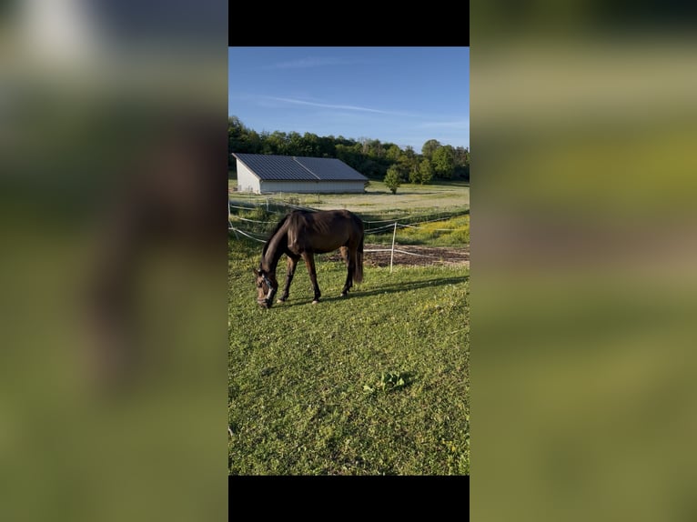 German Sport Horse Gelding 5 years 17.2 hh Bay-Dark in Weihenzell