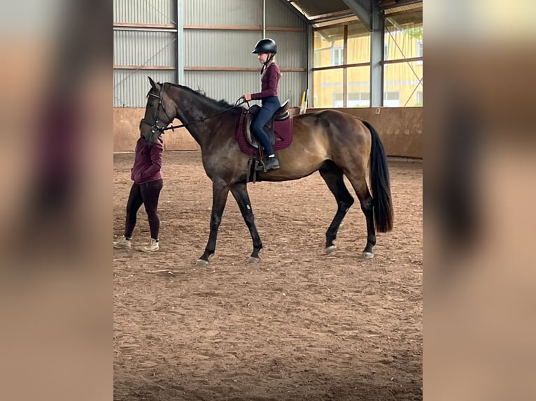 German Sport Horse Gelding 5 years 17.2 hh Bay-Dark in Weihenzell