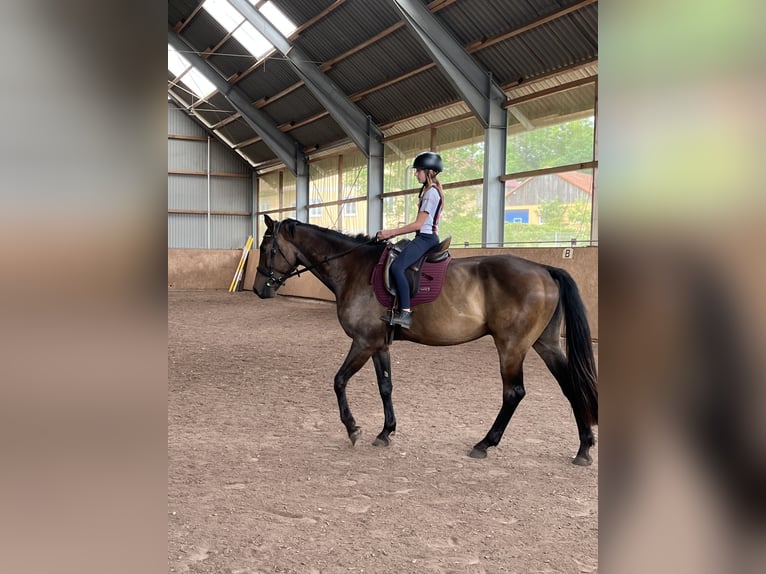 German Sport Horse Gelding 5 years 17.2 hh Bay-Dark in Weihenzell