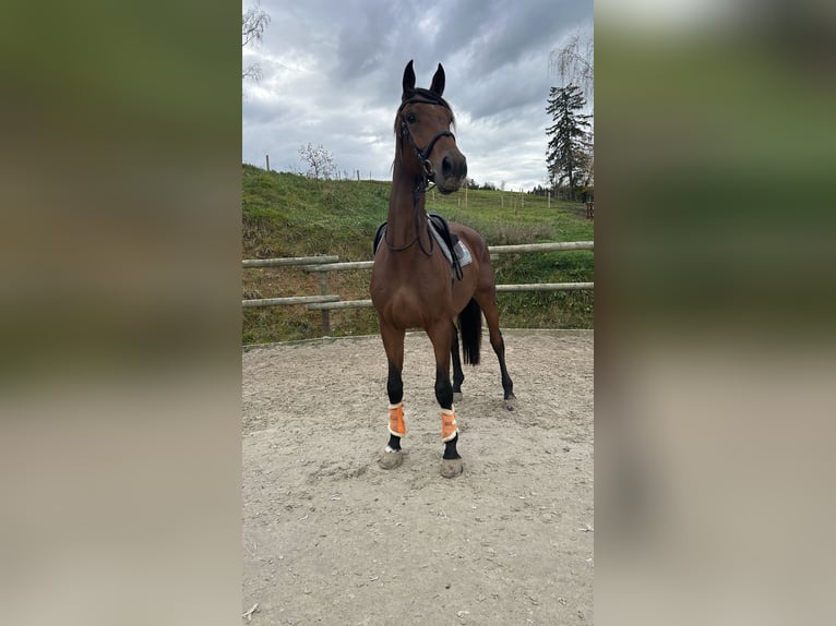 German Sport Horse Gelding 5 years 17,2 hh Brown in Lechbruck