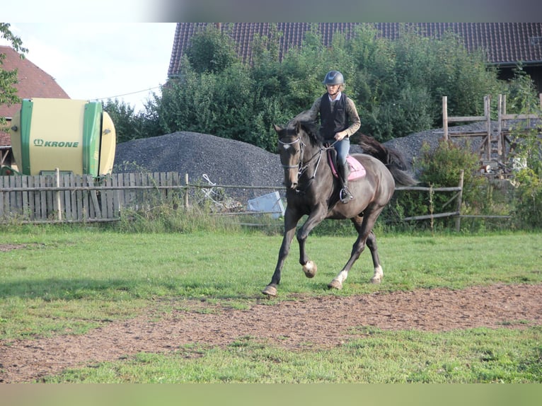 German Sport Horse Gelding 5 years 17 hh Bay-Dark in Buchen Waldhausen