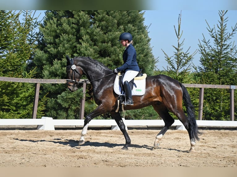 German Sport Horse Gelding 5 years 17 hh Bay-Dark in Remptendorf