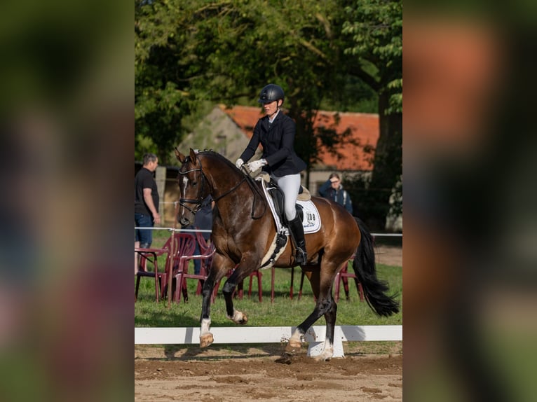 German Sport Horse Gelding 5 years 17 hh Bay-Dark in Schwaan