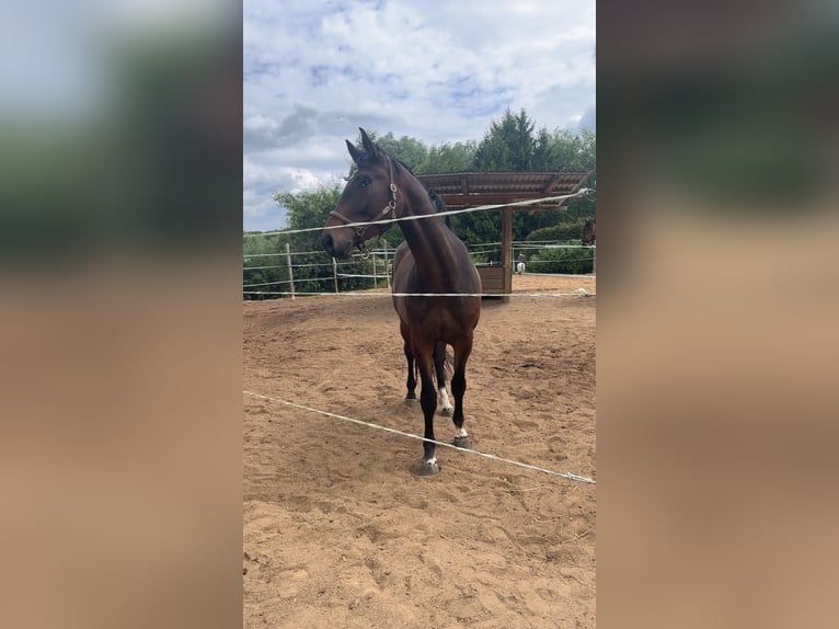 German Sport Horse Gelding 5 years 17 hh Bay-Dark in Malschwitz