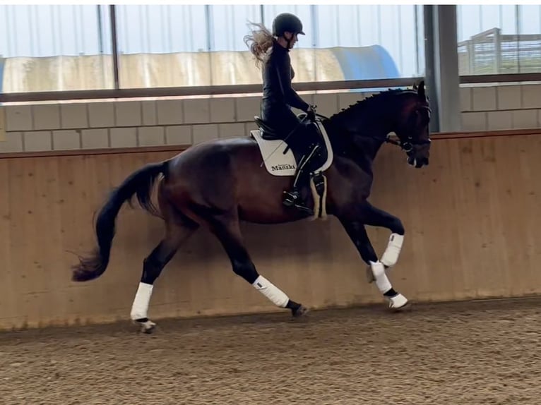 German Sport Horse Gelding 5 years 17 hh Bay-Dark in Michaelisbruch