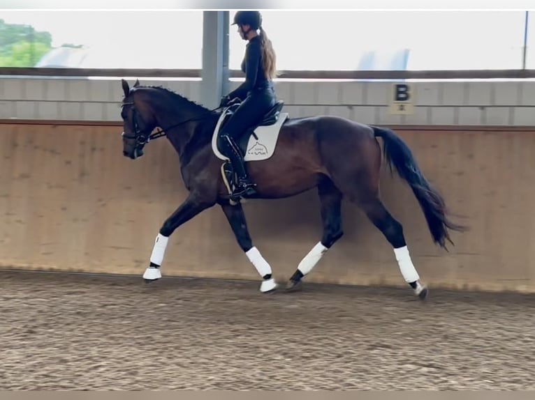 German Sport Horse Gelding 5 years 17 hh Bay-Dark in Michaelisbruch