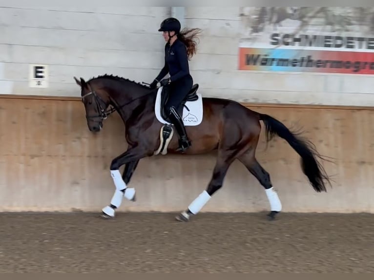German Sport Horse Gelding 5 years 17 hh Bay-Dark in Michaelisbruch
