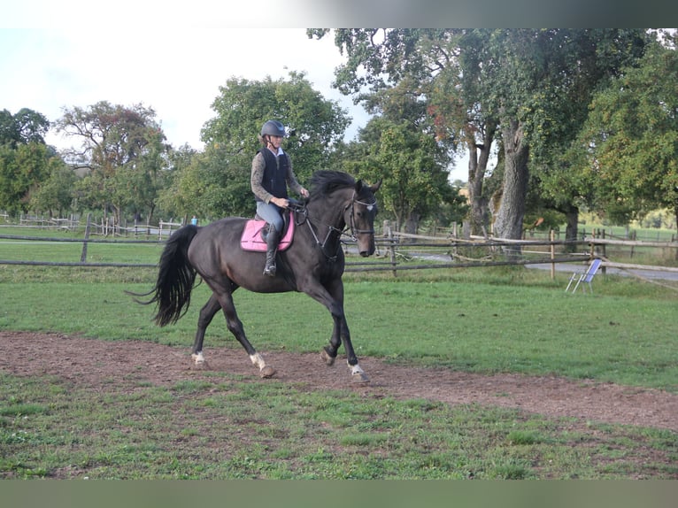 German Sport Horse Gelding 5 years 17 hh Bay-Dark in Buchen Waldhausen