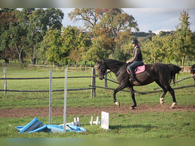 German Sport Horse Gelding 5 years 17 hh Bay-Dark in Buchen Waldhausen