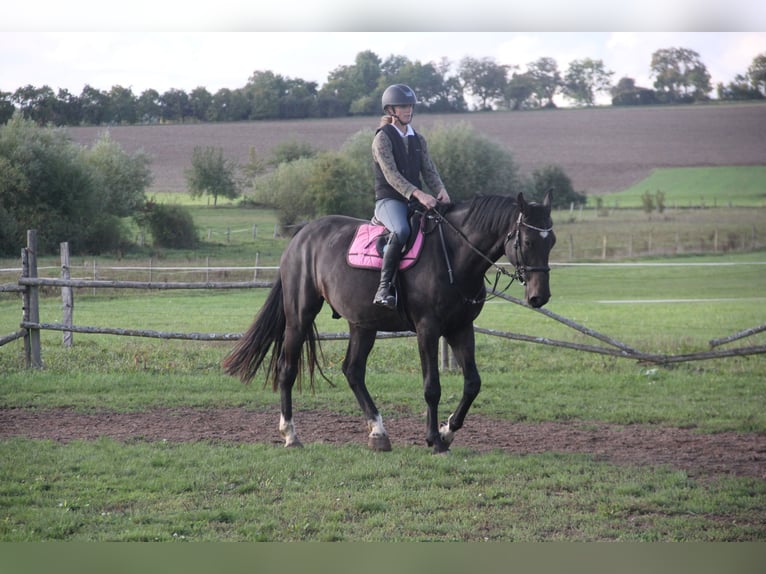 German Sport Horse Gelding 5 years 17 hh Bay-Dark in Buchen Waldhausen
