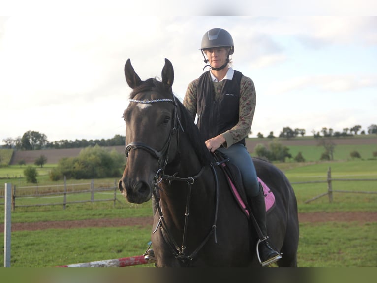 German Sport Horse Gelding 5 years 17 hh Bay-Dark in Buchen Waldhausen