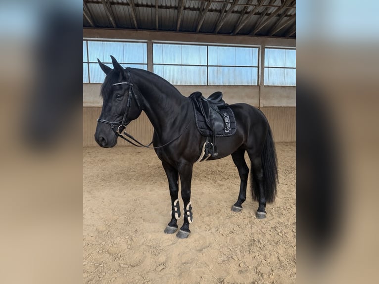German Sport Horse Gelding 5 years 17 hh Black in Gera