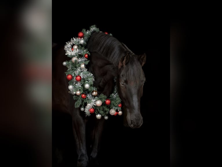 German Sport Horse Gelding 5 years 17 hh Black in Gera
