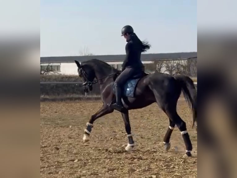 German Sport Horse Gelding 5 years 17 hh Black in Gera