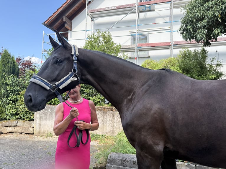 German Sport Horse Gelding 5 years 17 hh Black in Horb am Neckar