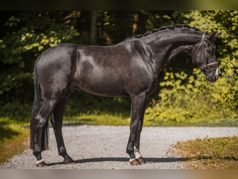 German Sport Horse Gelding 5 years 17 hh Black in Wehringen