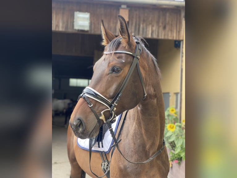 German Sport Horse Gelding 5 years 17 hh Brown in Derwitz