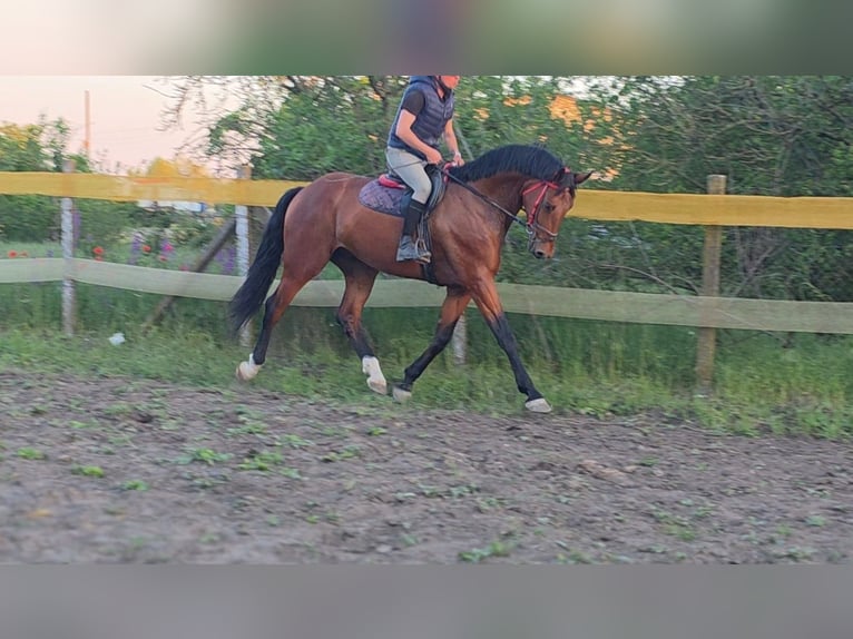 German Sport Horse Gelding 5 years 17 hh Brown in Békéscsaba