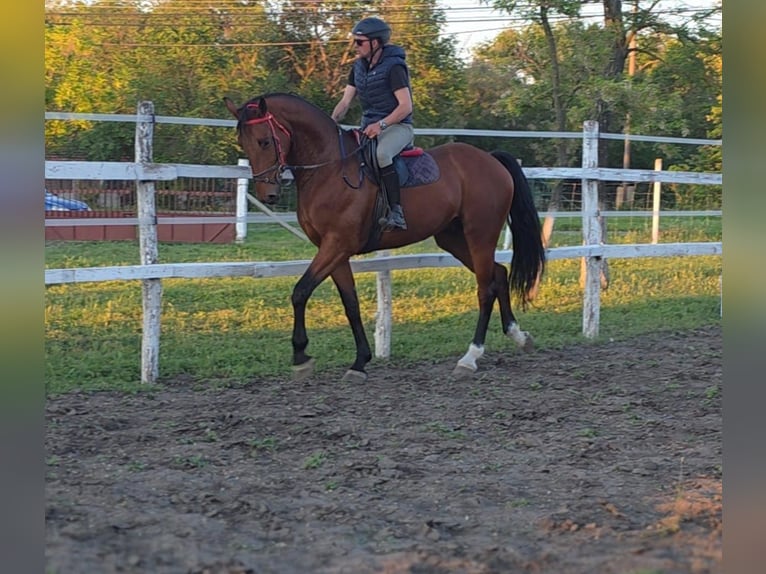 German Sport Horse Gelding 5 years 17 hh Brown in Békéscsaba