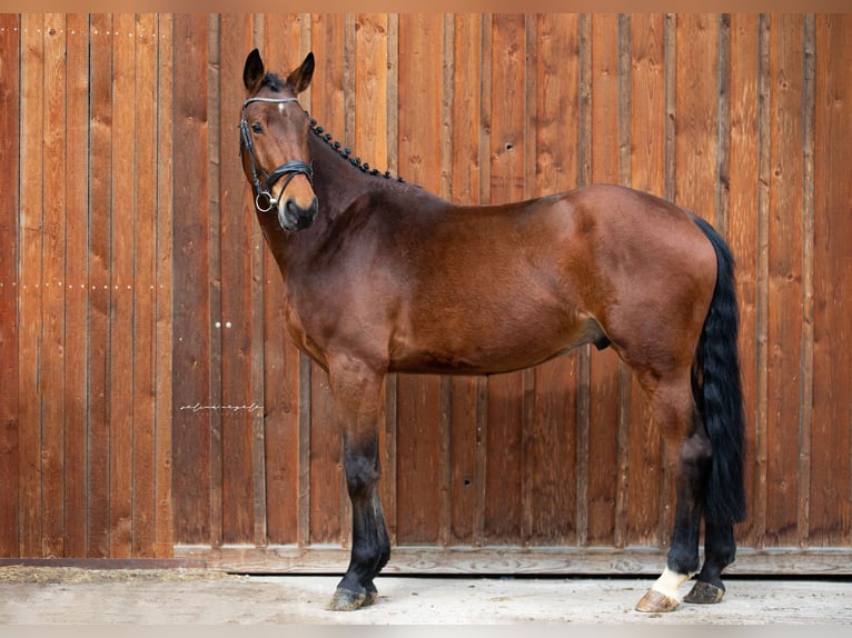 German Sport Horse Gelding 5 years 17 hh Brown in Illertissen