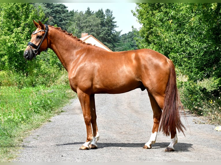German Sport Horse Gelding 5 years 17 hh Chestnut-Red in Kamern