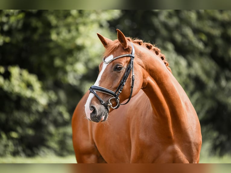 German Sport Horse Gelding 5 years 17 hh Chestnut-Red in Riedstadt
