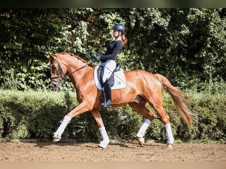 German Sport Horse Gelding 5 years 17 hh Chestnut-Red in Riedstadt